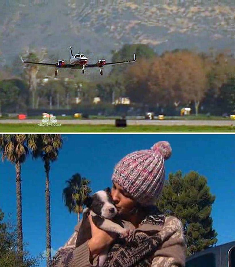 Plane, puppy and palms