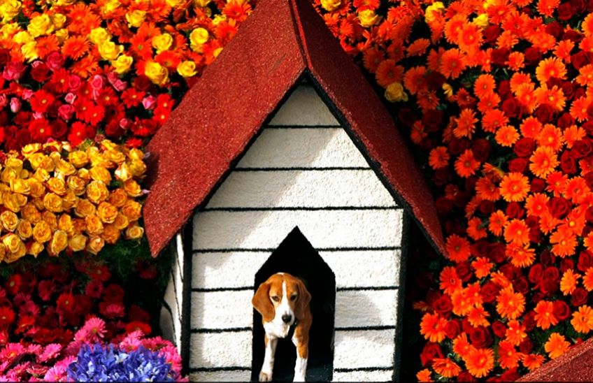 Beagle on HGTV's Rose Parade float