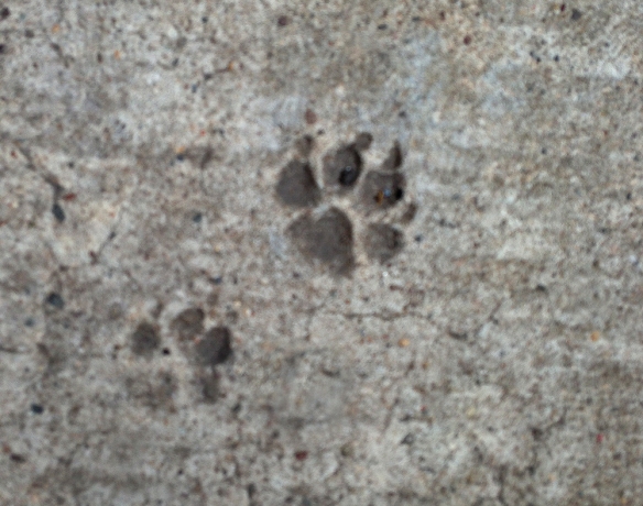 Paws in NY concrete 