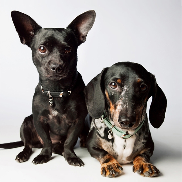 Photographer Amanda Jones' dogs Ladybug and Benny