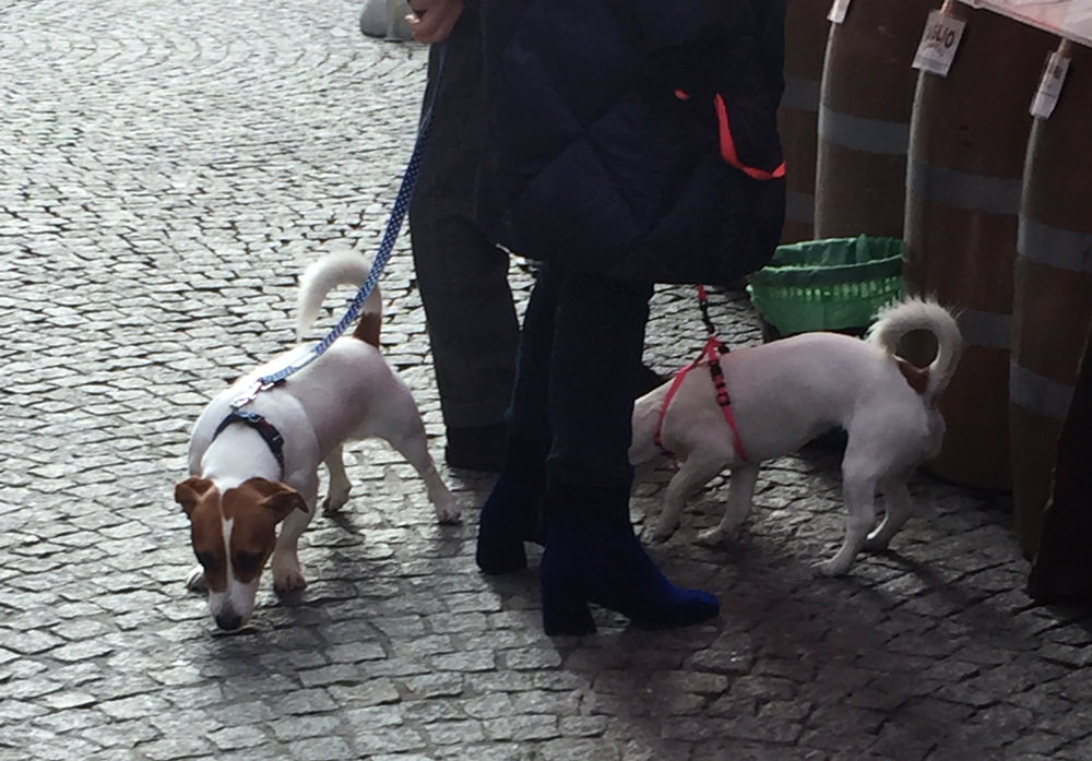 dogs_in_varese_02